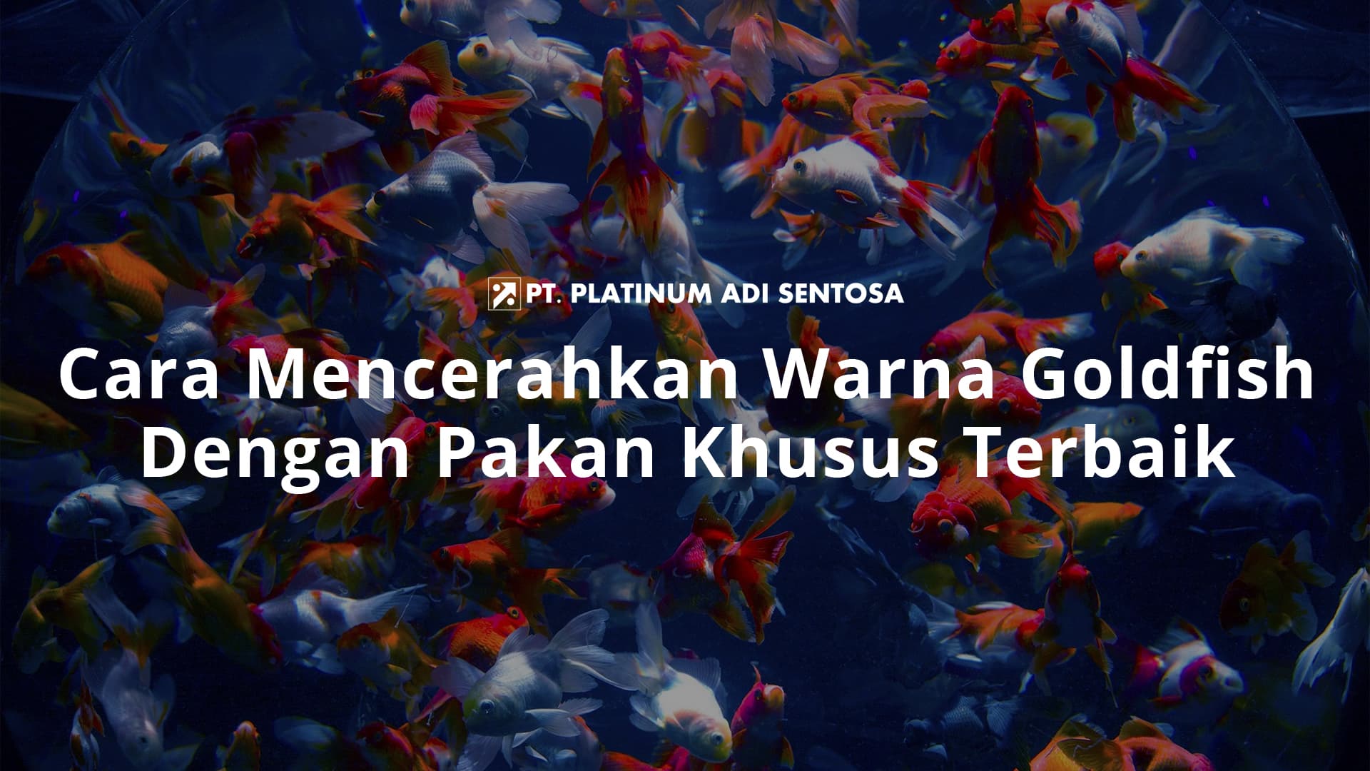 Cara Mencerahkan Warna Goldfish Dengan Pakan Khusus Terbaik