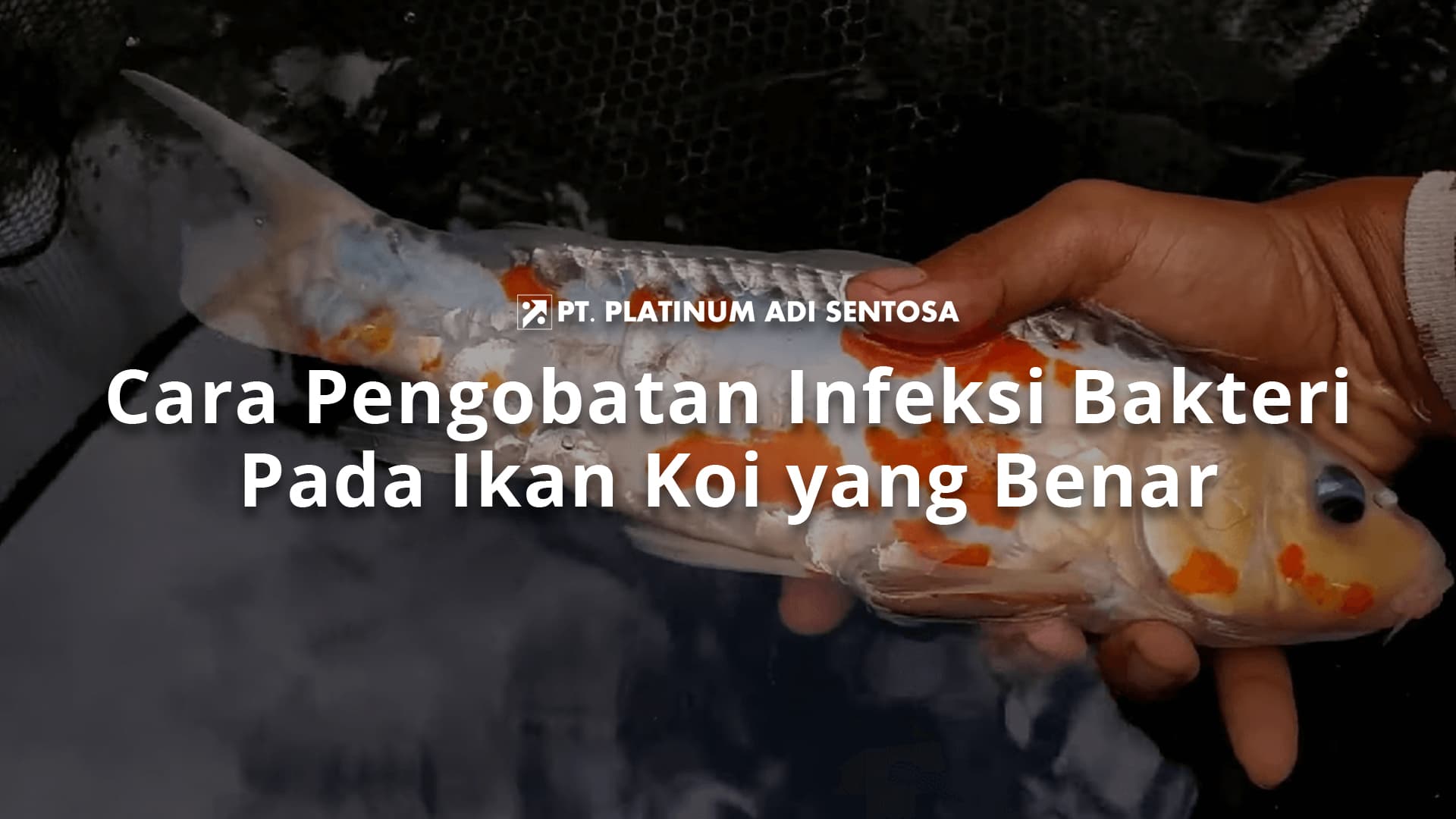 Cara Pengobatan Infeksi Bakteri Pada Ikan Koi yang Benar