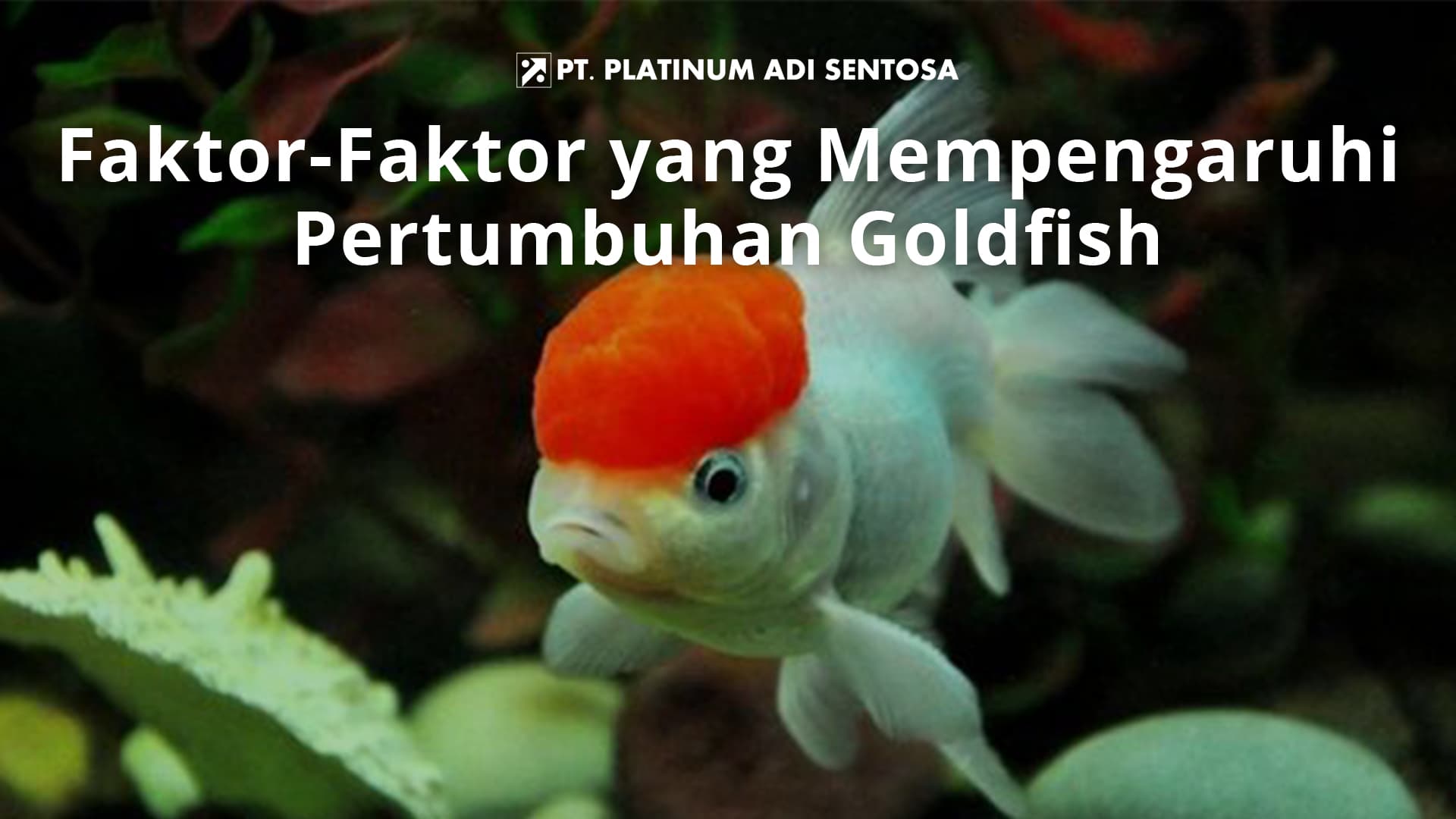 Faktor-Faktor yang Mempengaruhi Pertumbuhan Goldfish