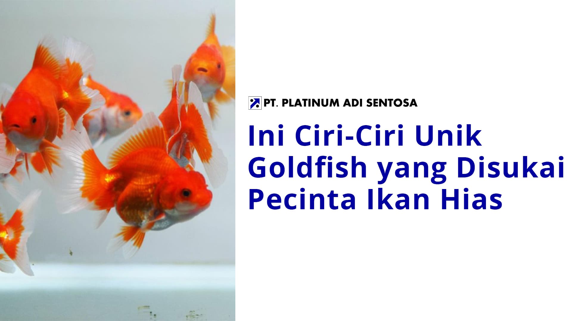 Ini Ciri-Ciri Unik Goldfish yang Disukai Pecinta Ikan Hias