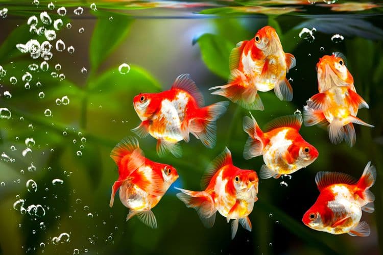 Mengapa Memilih Cara Mencerahkan Warna Goldfish Dengan Pakan Khusus