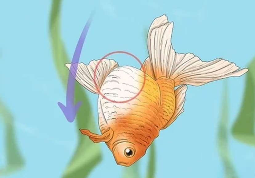 Mengenal Swim Bladder Disorder, Penyakit Umum Pada Goldfish