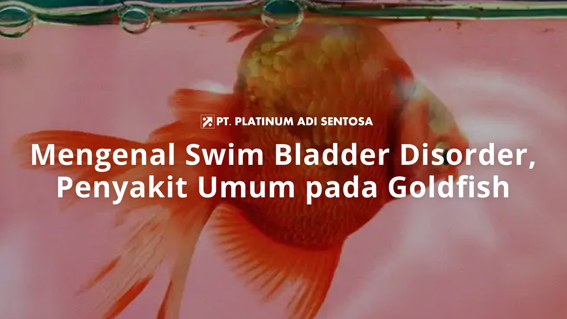Mengenal Swim Bladder Disorder, Penyakit Umum pada Goldfish