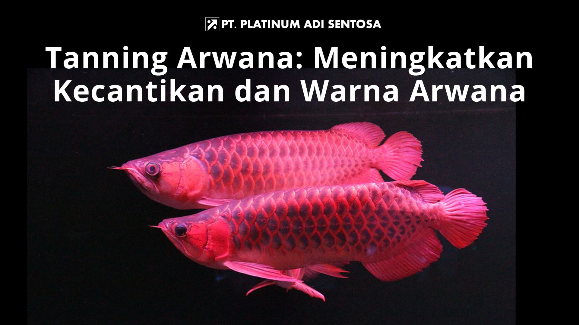 Tanning Arwana: Meningkatkan Kecantikan dan Warna Arwana