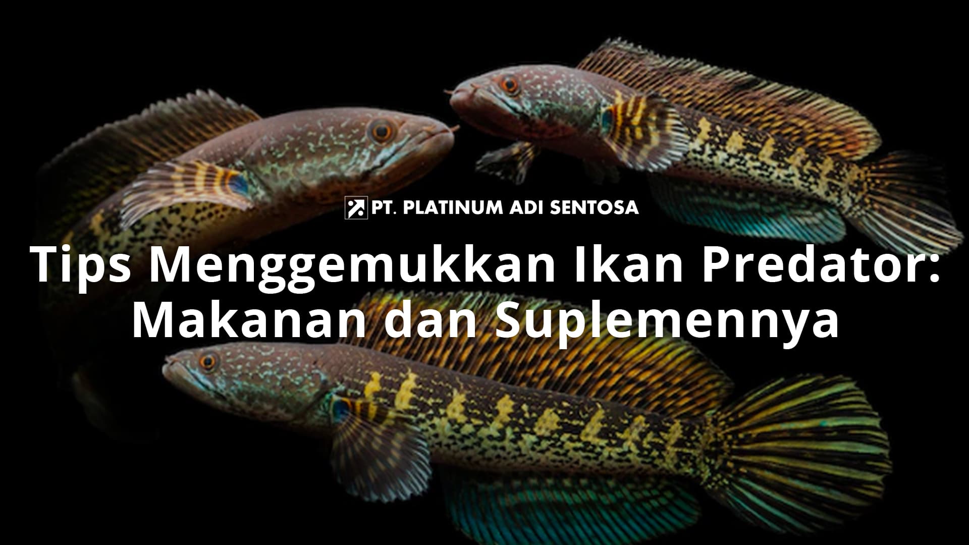 Tips Menggemukkan Ikan Predator: Makanan dan Suplemennya
