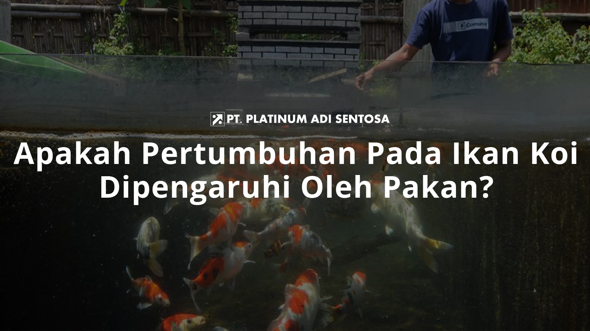 Apakah Pertumbuhan Pada Ikan Koi Dipengaruhi Oleh Pakan?