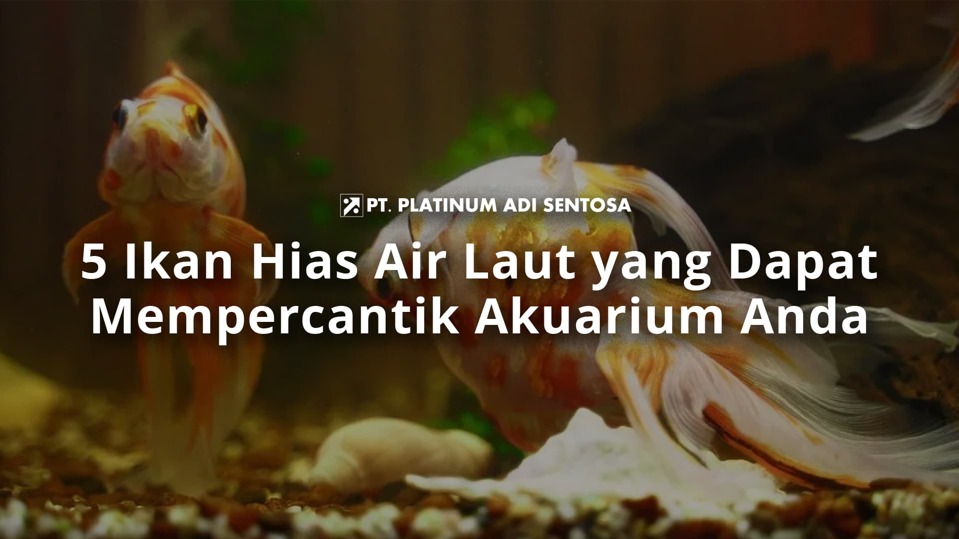 Cara Pengobatan Penyakit Ikan Hias yang Disebabkan Bakteri
