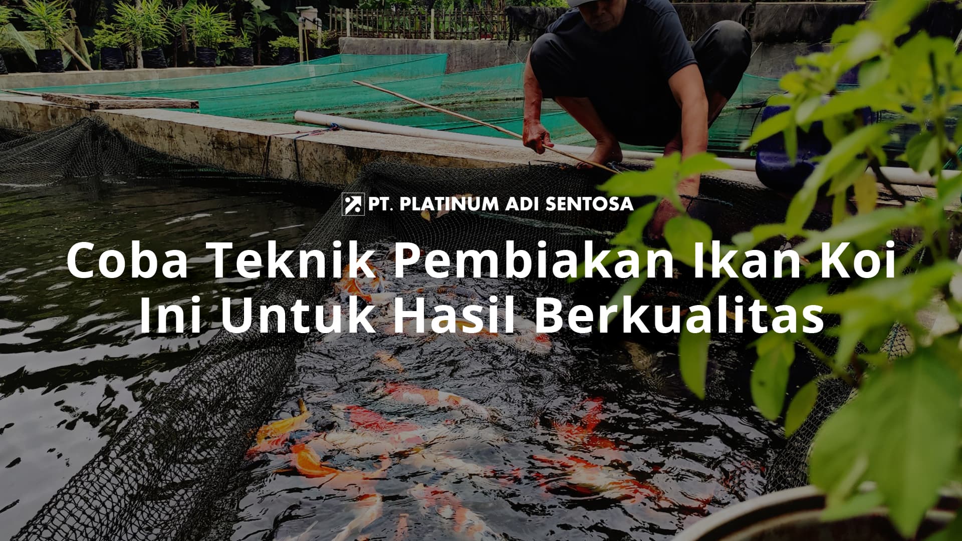 Coba Teknik Pembiakan Ikan Koi Ini Untuk Hasil Berkualitas