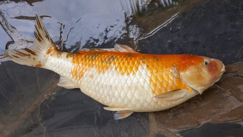 Dampak Kesalahan Dalam Pemberian Pakan Pada Ikan Koi