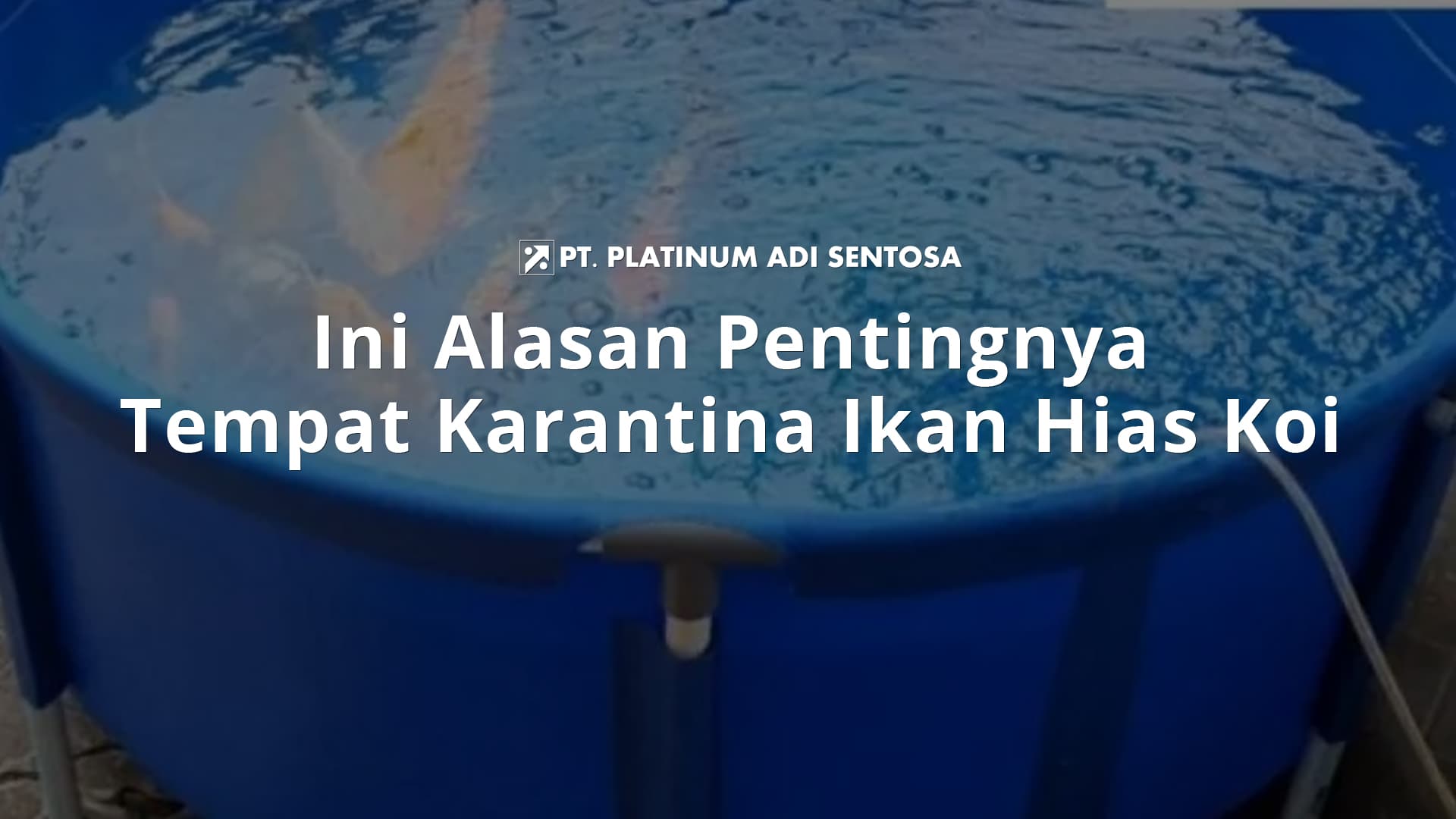 Ini Alasan Pentingnya Tempat Karantina Ikan Hias Koi