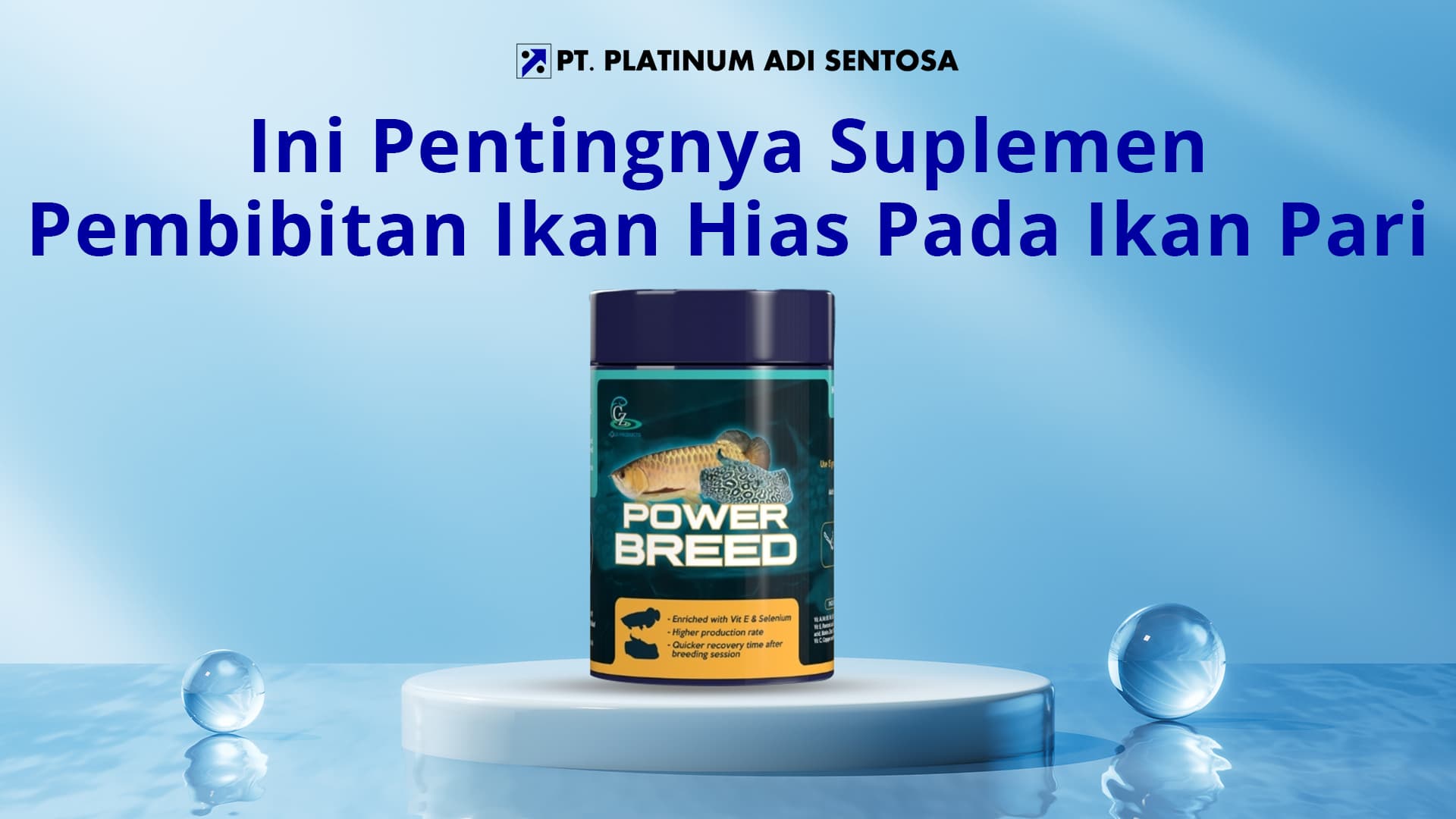 Ini Pentingnya Suplemen Pembibitan Ikan Hias Pada Ikan Pari
