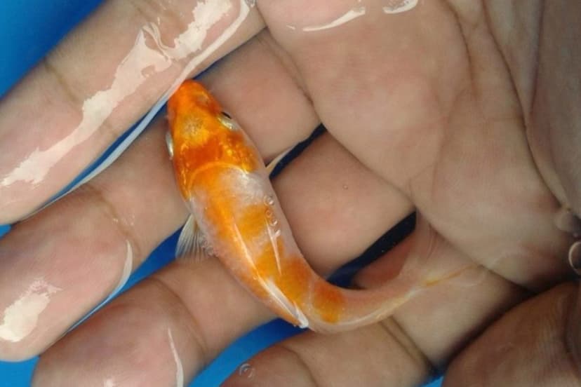 Jenis Penyakit Ikan Hias yang Disebabkan Bakteri
