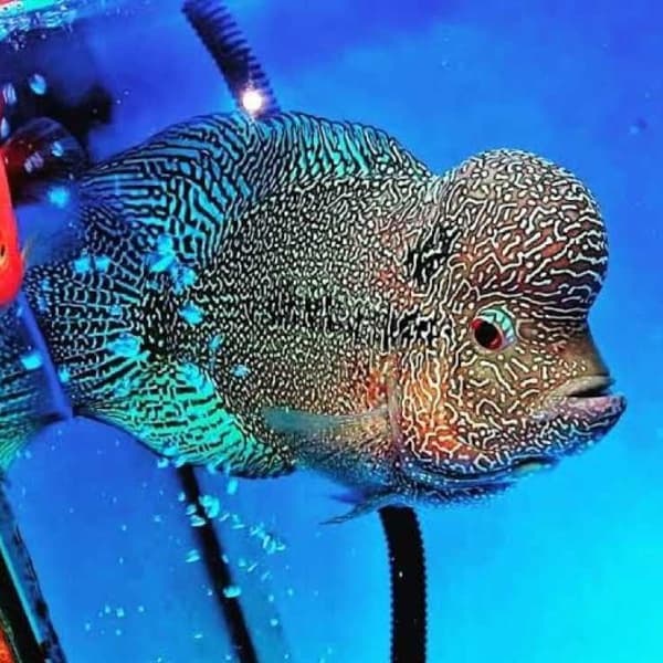 Jenis Warna dan Pola Ikan Louhan yang banyak Diminati_Biru
