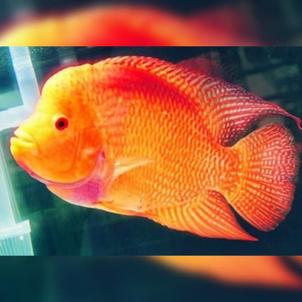 Jenis Warna dan Pola Ikan Louhan yang banyak Diminati_Orange