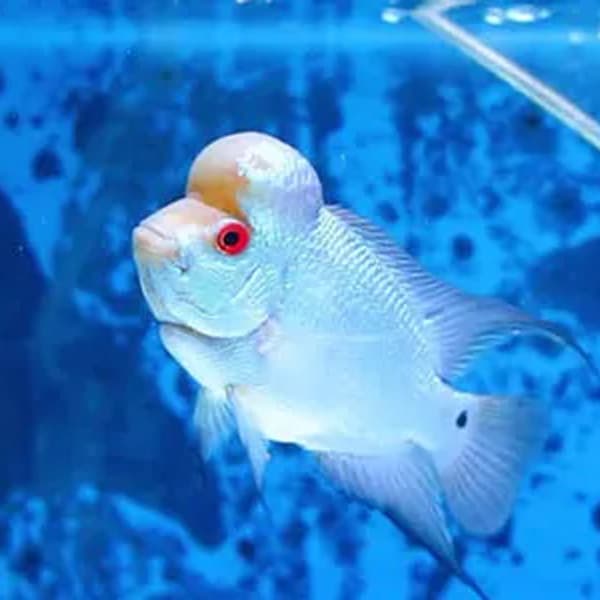 Jenis Warna dan Pola Ikan Louhan yang banyak Diminati_Putih