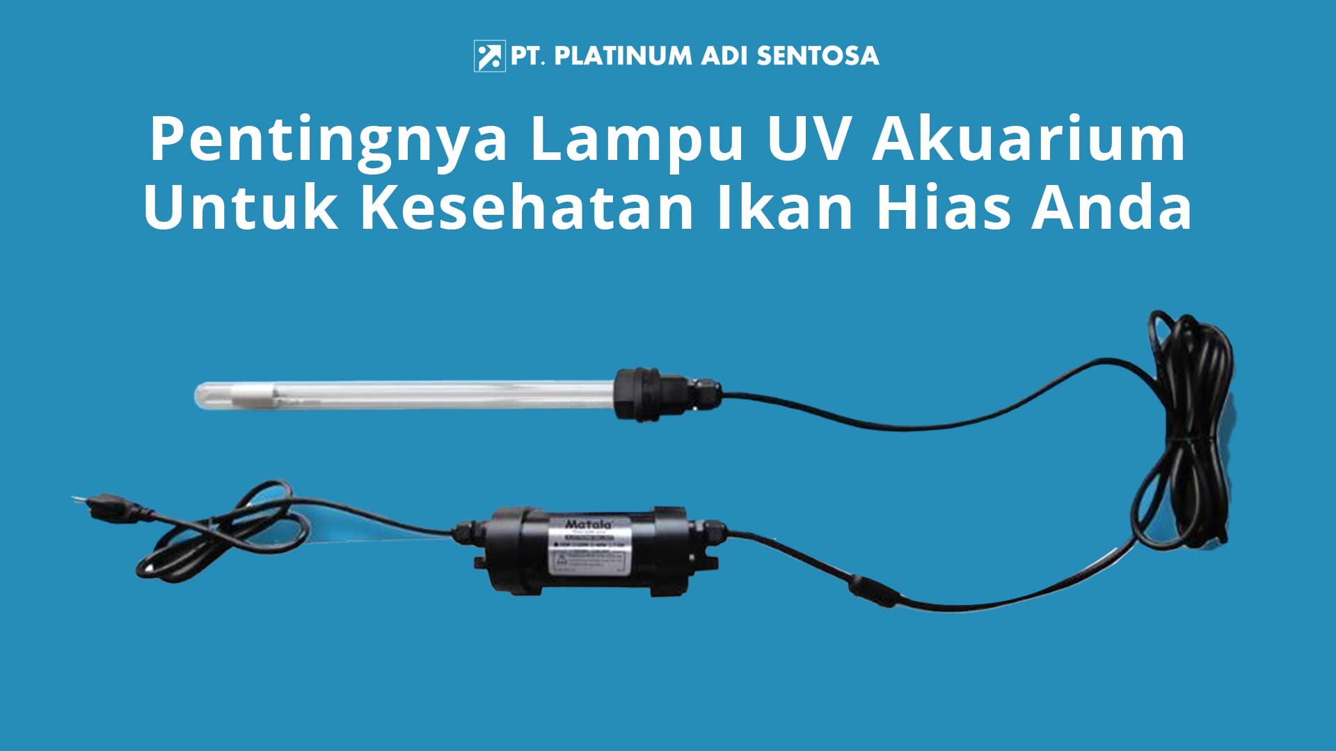 Pentingnya Lampu UV Akuarium Untuk Kesehatan Ikan Hias Anda