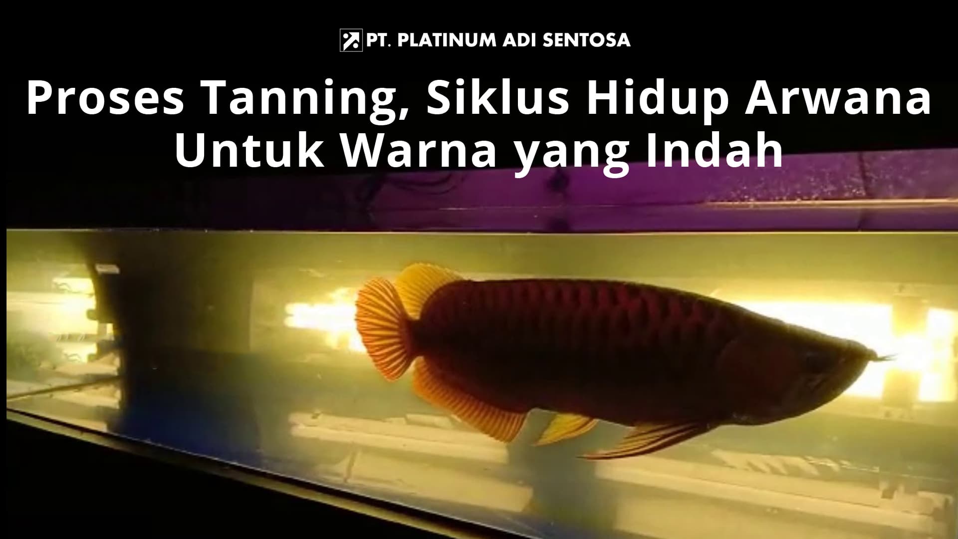 Proses Tanning, Siklus Hidup Arwana Untuk Warna yang Indah