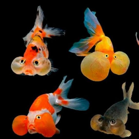 Variasi Warna dan Pola Goldfish Bubble Eye