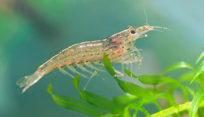 Amano Shrimp