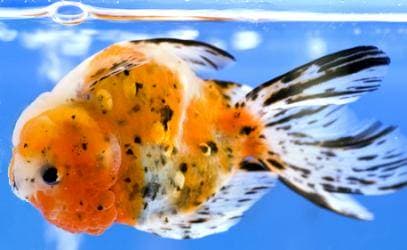 Apa Penyebab Swim Bladder?