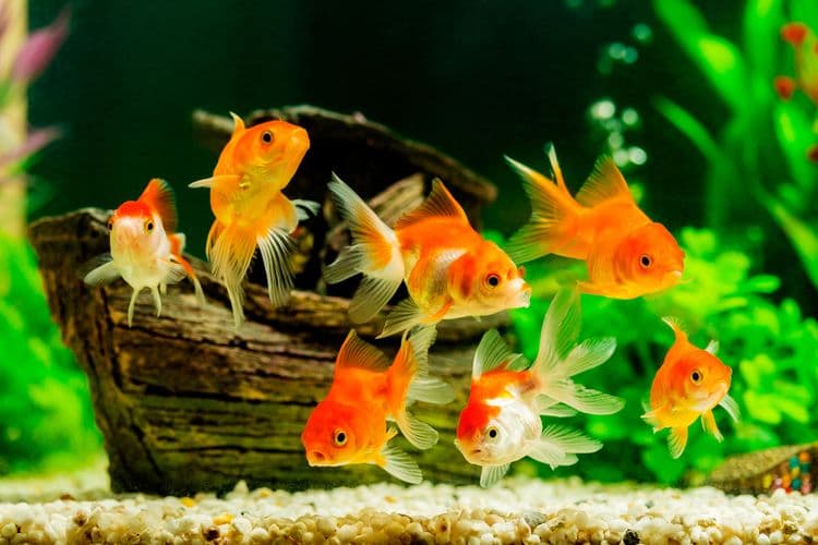 Apa Saja yang Menjadi Penyebab Ikan Stress