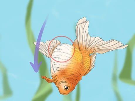 Apa yang Dimaksud Dengan Bahaya Swim Bladder