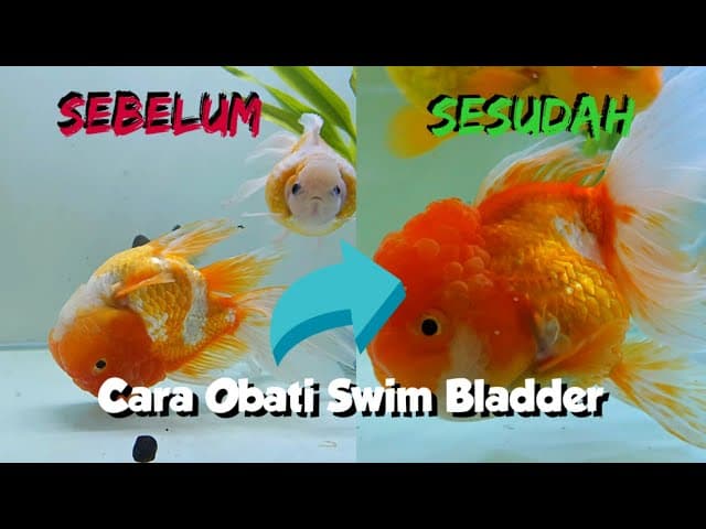 Bagaimana Cara Pengobatan Swim Bladder