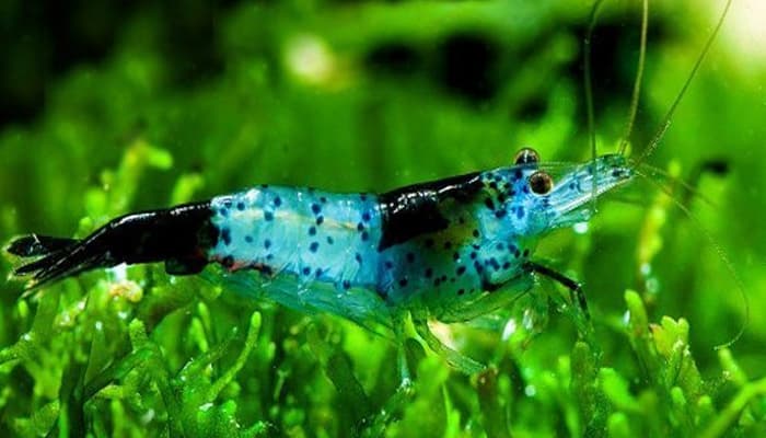 Black Rili Shrimp atau Carbon Rili Shrimp