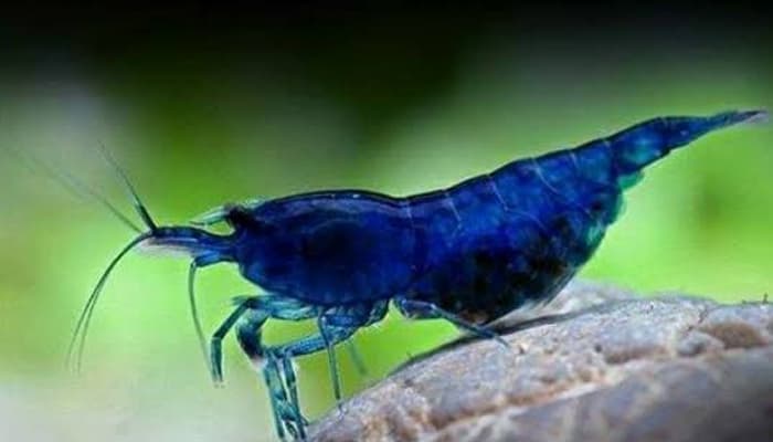 Blue Diamond Shrimp
