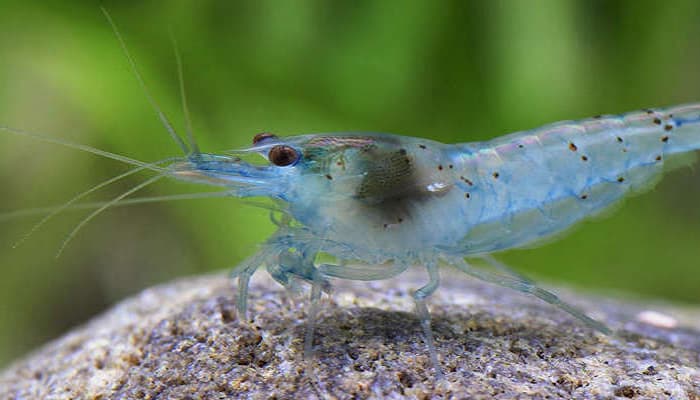 Blue Pearl Shrimp