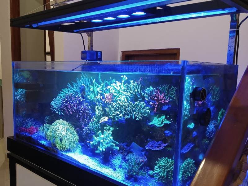 Cara Mencegah Ikan Stress_Menjaga Lingkungan yang Stabil
