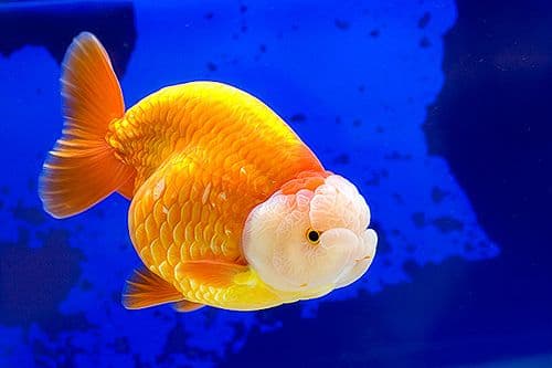 Ciri-Ciri Goldfish Ranchu_Punggung dan Ekor yang Pendek
