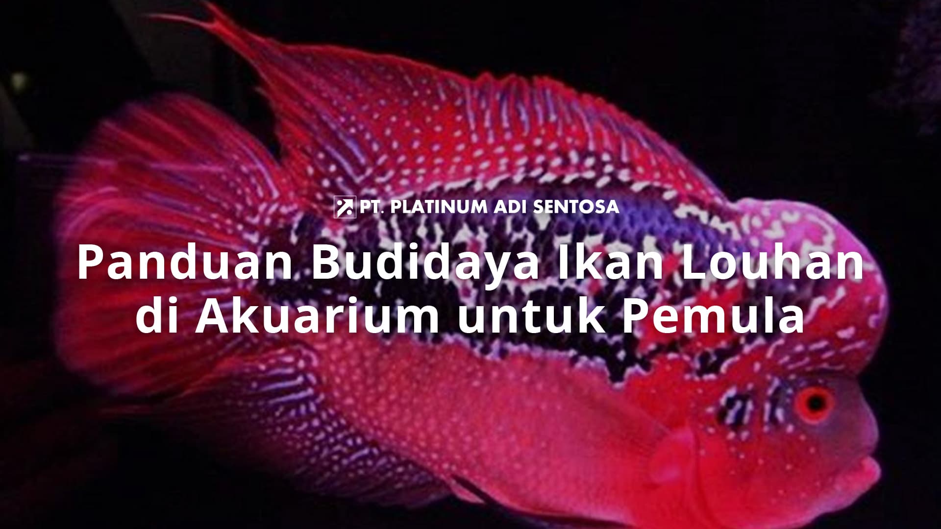 Panduan Budidaya Ikan Louhan di Akuarium untuk Pemula