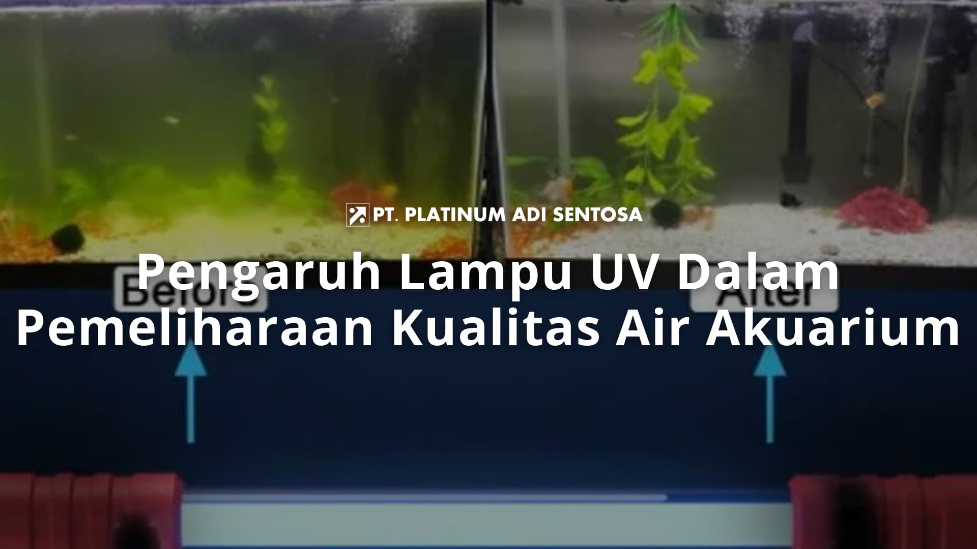Pengaruh Lampu UV Dalam Pemeliharaan Kualitas Air Akuarium