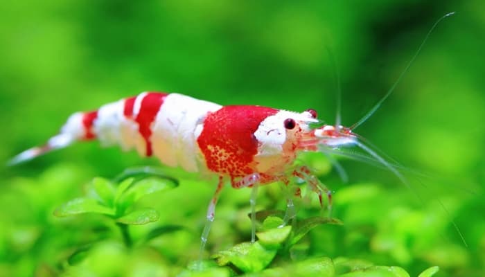 Red Bee Shrimp
