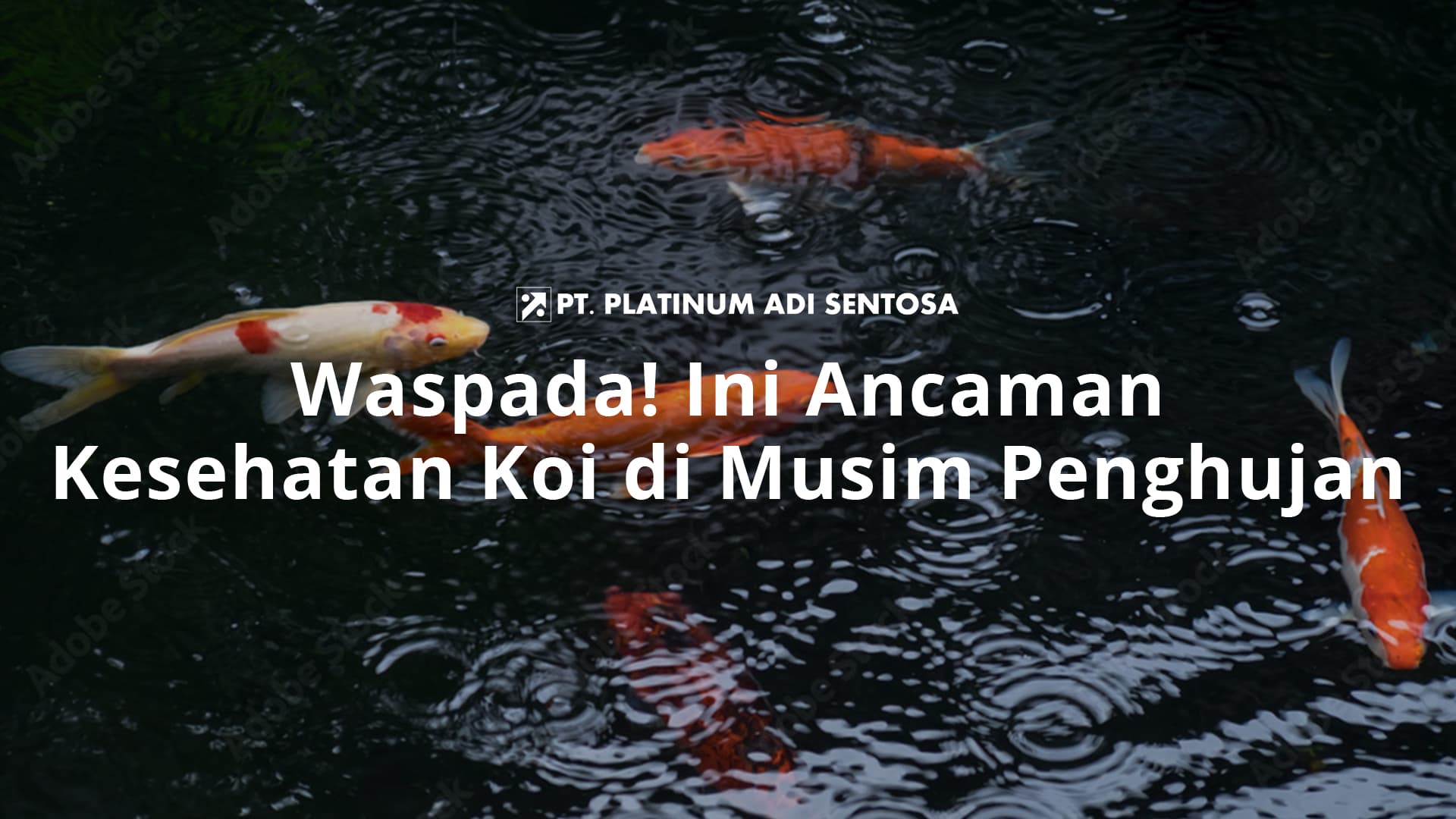 Waspada! Ini Ancaman Kesehatan Koi di Musim Penghujan