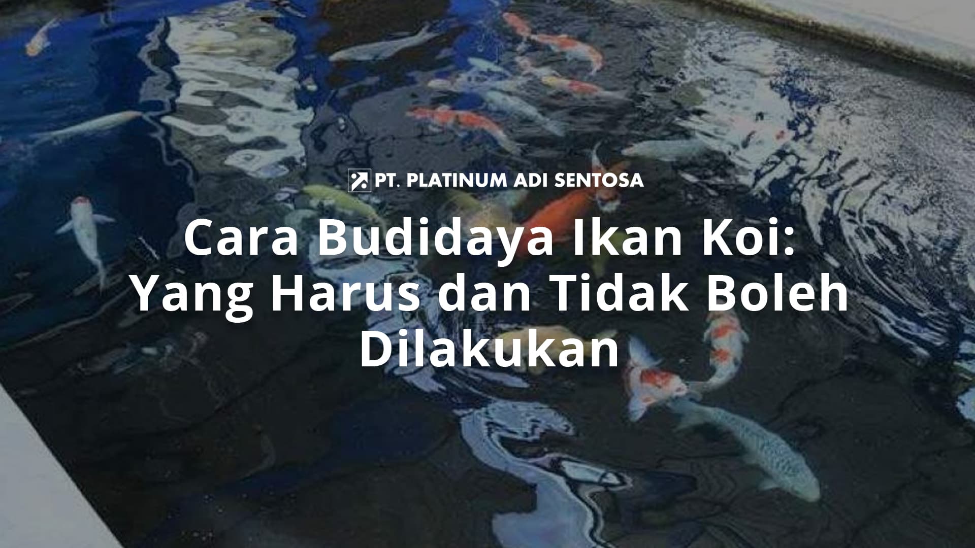 Cara Budidaya Ikan Koi: Yang Harus dan Tidak Boleh Dilakukan