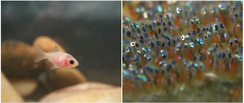 Faktor-Faktor Penting Dalam Perawatan Baby Goldfish