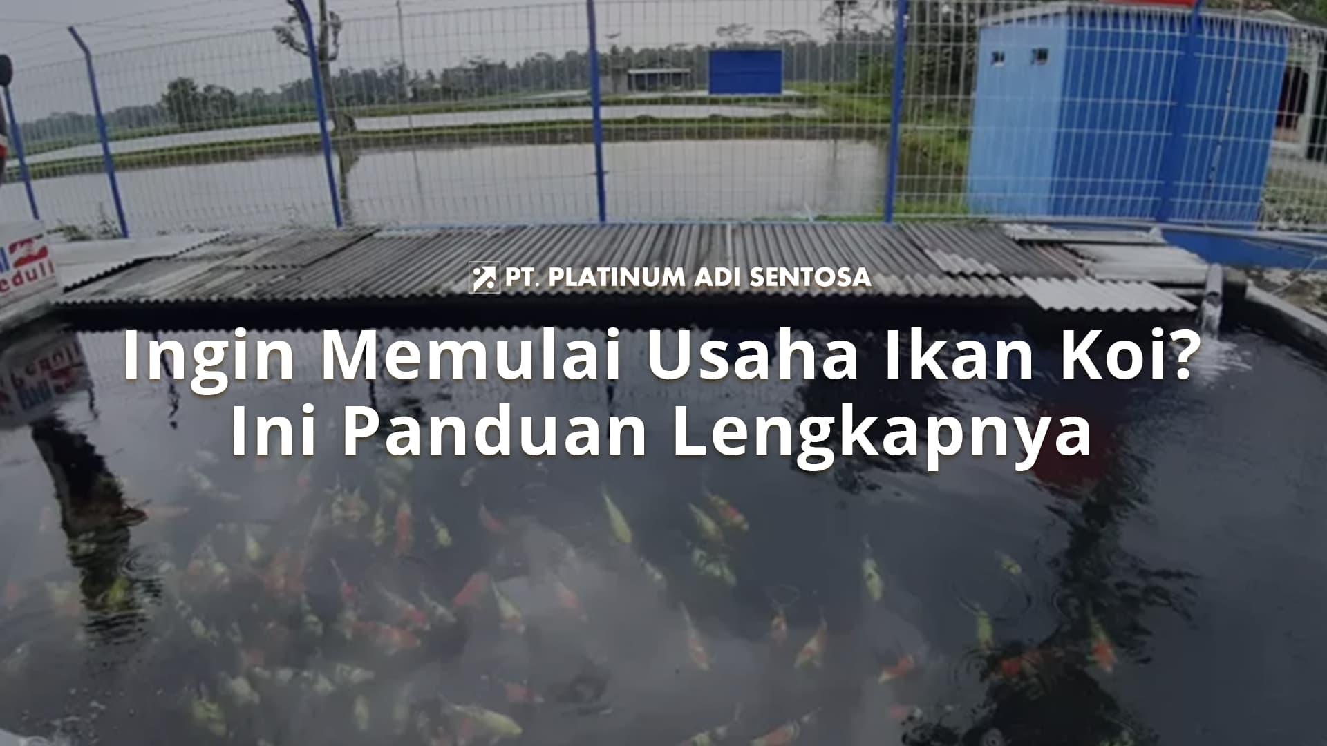 Ingin Memulai Usaha Ikan Koi? Ini Panduan Lengkapnya
