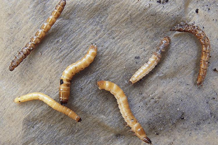 Larva Serangga