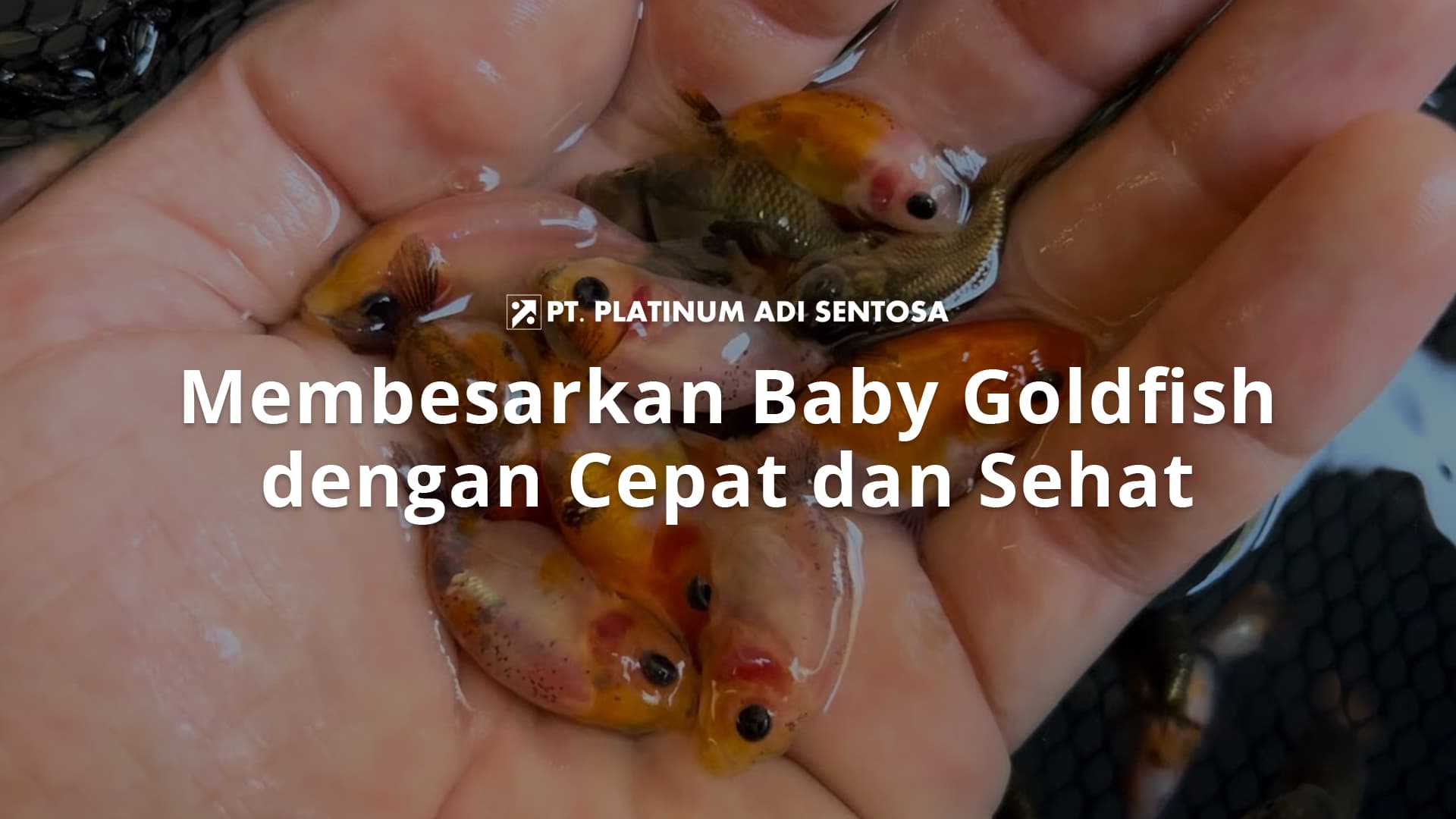 Membesarkan Baby Goldfish dengan Cepat dan Sehat