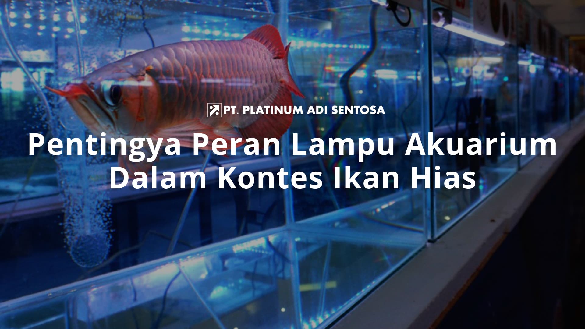 Pentingya Peran Lampu Akuarium Dalam Kontes Ikan Hias