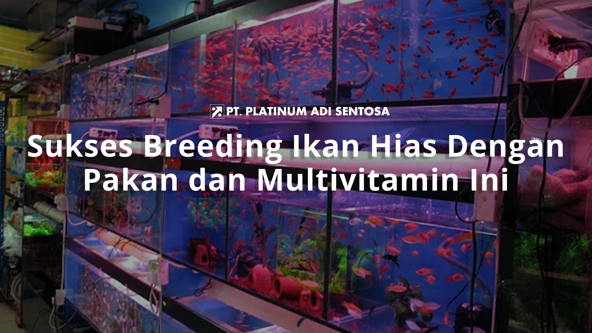 Sukses Breeding Ikan Hias Dengan Pakan dan Multivitamin Ini