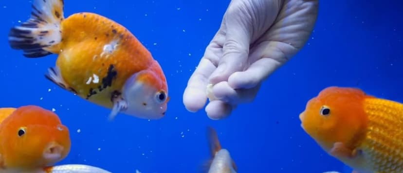 Berapa Banyak Ikan Mas Koki Makan Dalam Sehari?