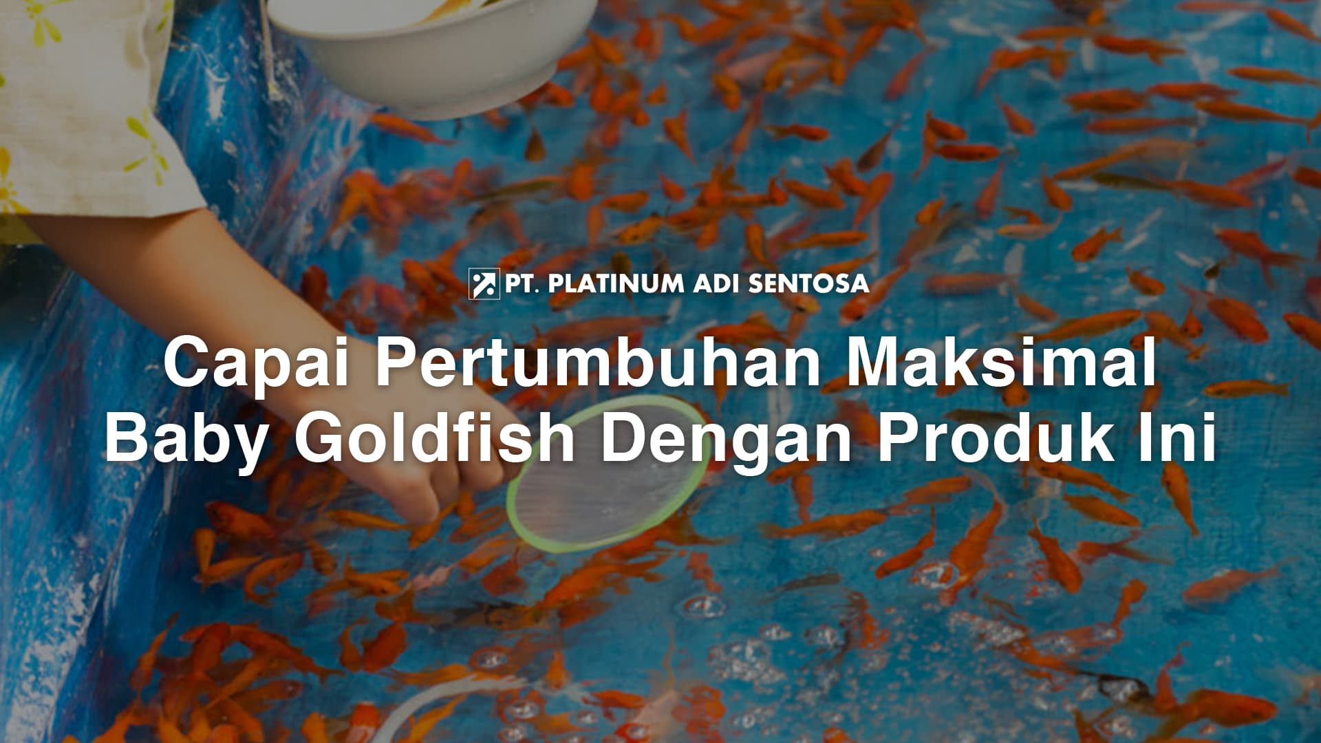 Capai Pertumbuhan Maksimal Baby Goldfish Dengan Produk Ini