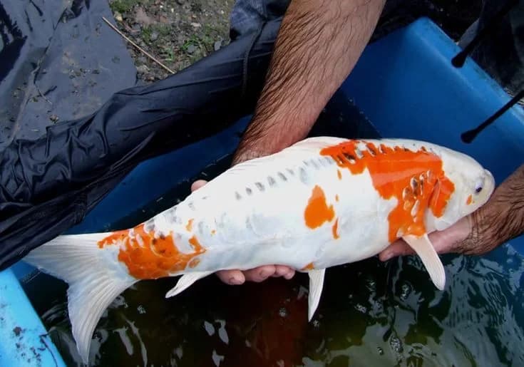 Cara Karantina Ikan Koi Yang Baru Datang