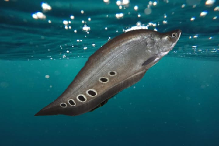 Ikan Belinda