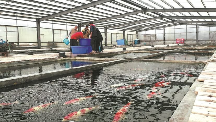 Ikan Koi Sebagai Bisnis Menguntungkan