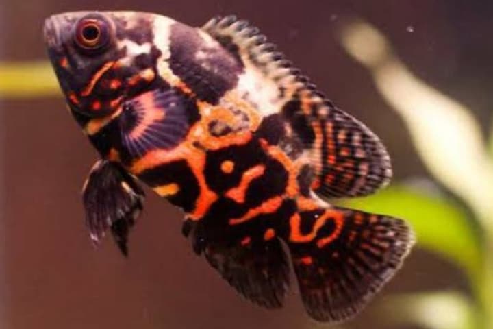 Ikan Oscar, Spesies Cichlid yang Populer untuk Pemula
