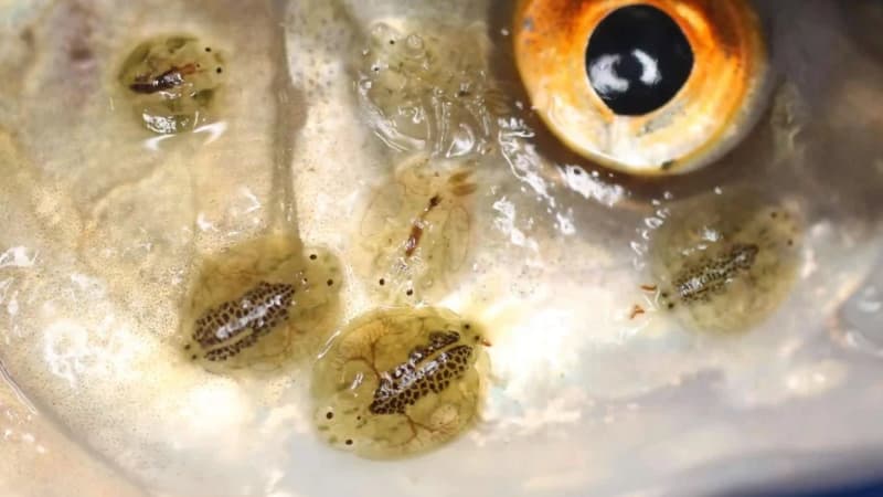 Jenis-Jenis Infeksi Bakteri Ikan Hias_Infeksi Pseudomonas